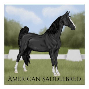 Poster Cheval American Saddle-bred