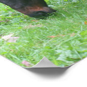 Poster Cheval Amis BFF Grading Animal (Coin)