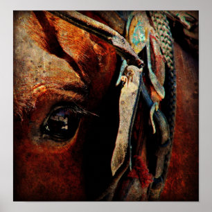 Poster Cheval amish