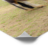 Poster Cheval amour - mignon Tinker (Coin)