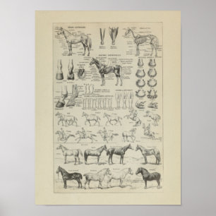 Poster Cheval Anatomie Aplombs Squelette Horse Anatomie