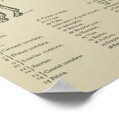 Poster Cheval Anatomie du squelette Imprimer (Coin)