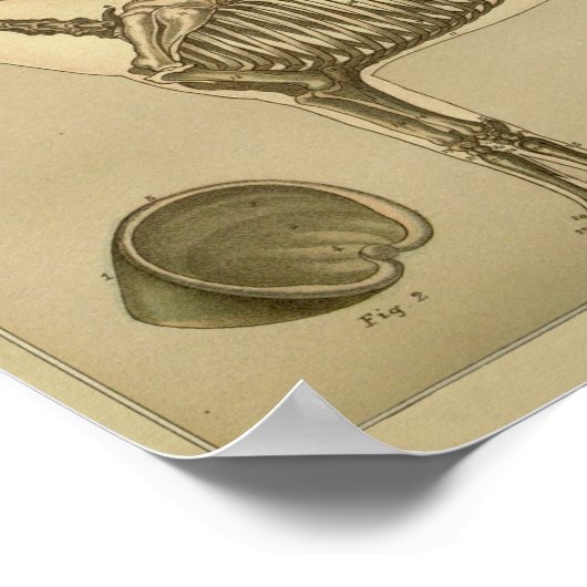 Poster Cheval Anatomie du squelette Imprimer (Coin)