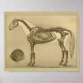 Poster Cheval Anatomie du squelette Imprimer (Devant)