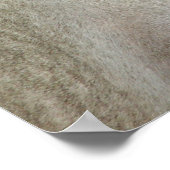 Poster Cheval andalou grise (Coin)