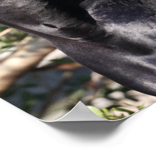 Poster Cheval andalou noir (Coin)