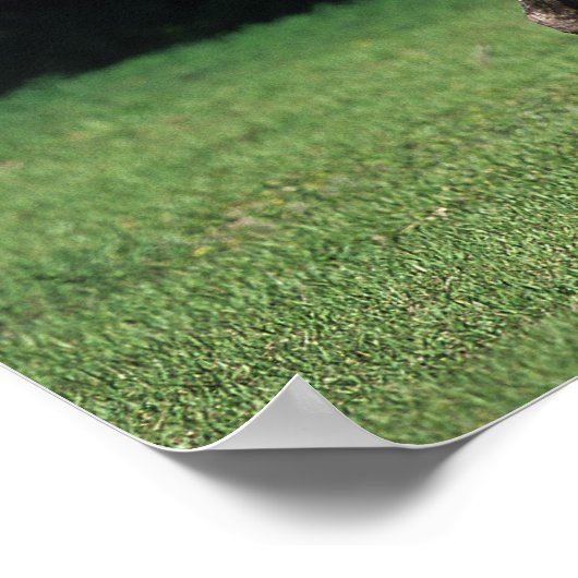 Poster Cheval Appaloosa 2 (Coin)