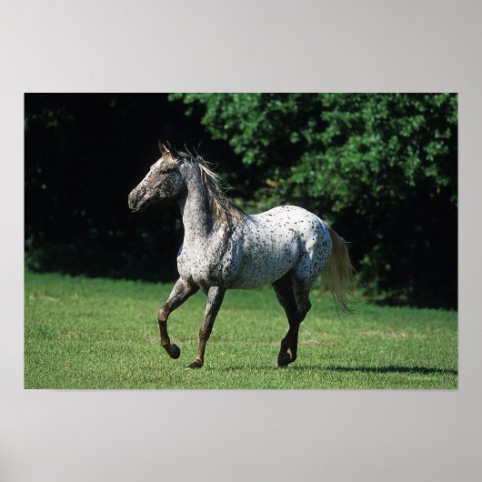 Poster Cheval Appaloosa 2 (Devant)
