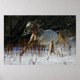 Poster Cheval Appaloosa courant dans la neige