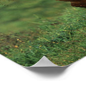 Poster Cheval Appaloosa courant dans le champ de Grassy (Coin)