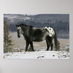 Poster Cheval Appaloosa dans la neige