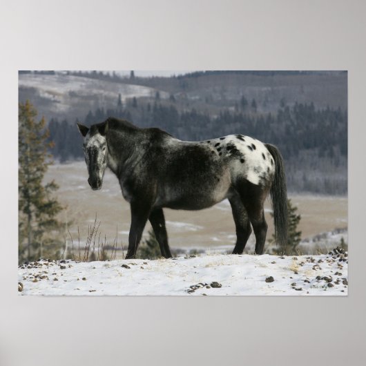 Poster Cheval Appaloosa dans la neige (Devant)
