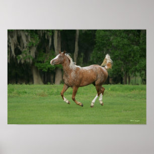 Poster Cheval Appaloosa en course