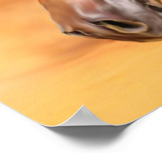 Poster Cheval arabe (Coin)