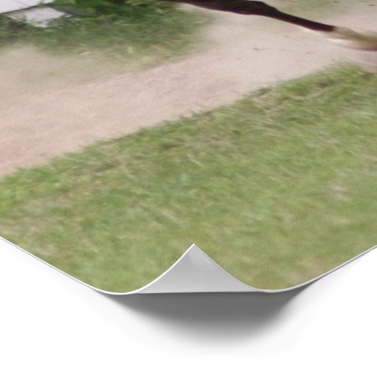 Poster Cheval arabe (Coin)