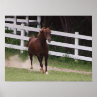 Cheval arabe