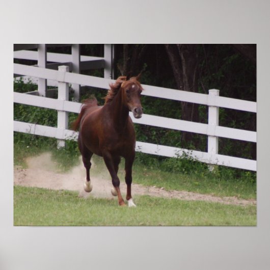 Poster Cheval arabe (Devant)
