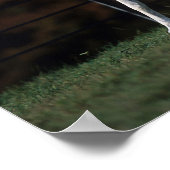 Poster Cheval arabe 1 (Coin)