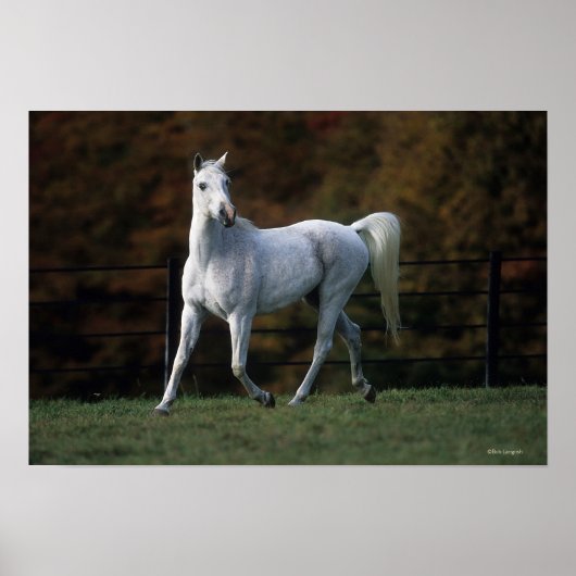 Poster Cheval arabe 1 (Devant)