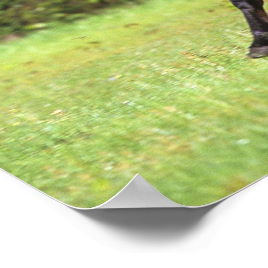 Poster Cheval arabe 2 (Coin)