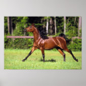 Poster Cheval arabe 2 (Devant)