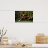 Poster Cheval arabe en campagne de graminées (Cuisine)