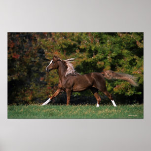 Poster Cheval arabe fonctionnant dans le domaine herbeux