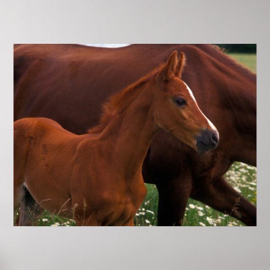 Poster Cheval Arabe près de Mère (Devant)