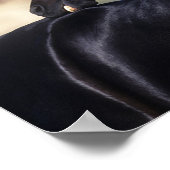 Poster Cheval Arabe qui s'écroule (Coin)