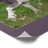 Poster Cheval Bébé (Coin)