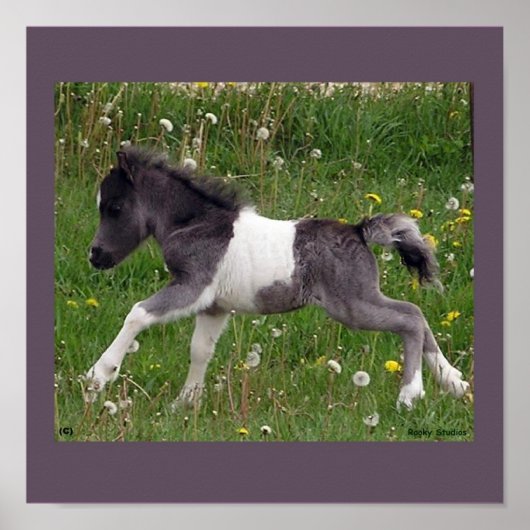 Poster Cheval Bébé (Devant)