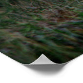 Poster Cheval blanc (Coin)