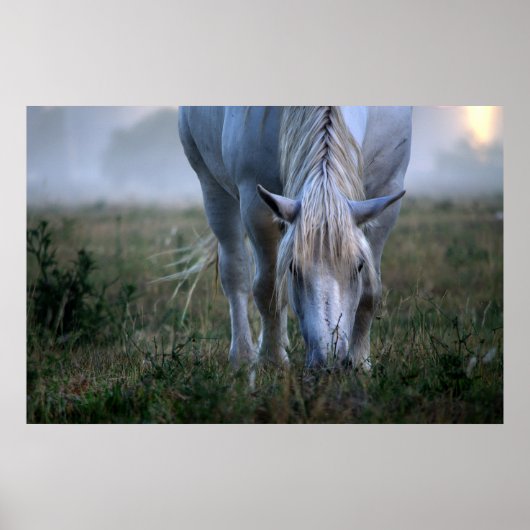 Poster Cheval blanc (Devant)