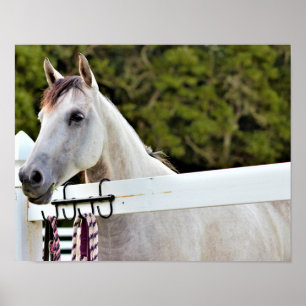 Poster Cheval Blanc