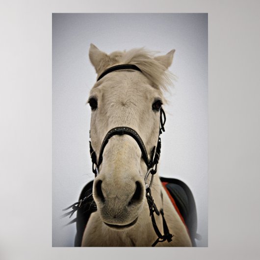 Poster Cheval blanc (Devant)