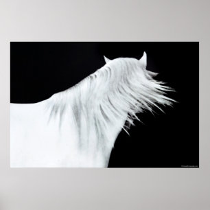 Poster Cheval blanc