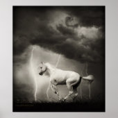 Poster Cheval blanc (Devant)