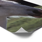 Poster Cheval blanc (Coin)