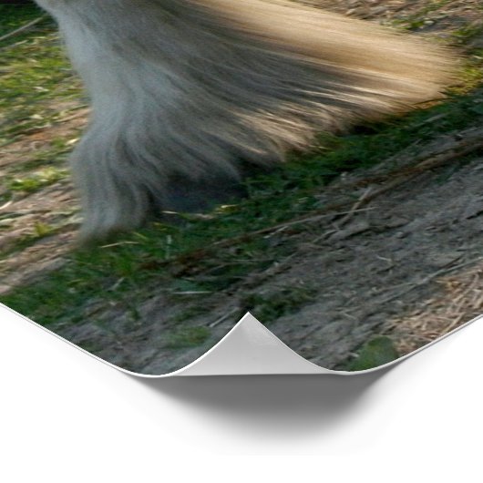 Poster Cheval blanc avec mariée (Coin)