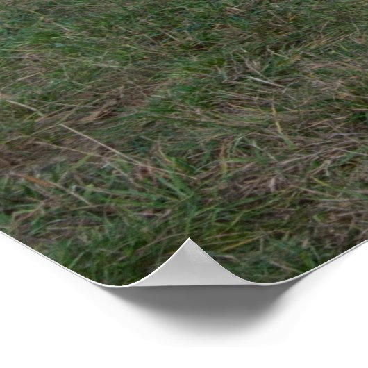 Poster Cheval blanc Brown (Coin)