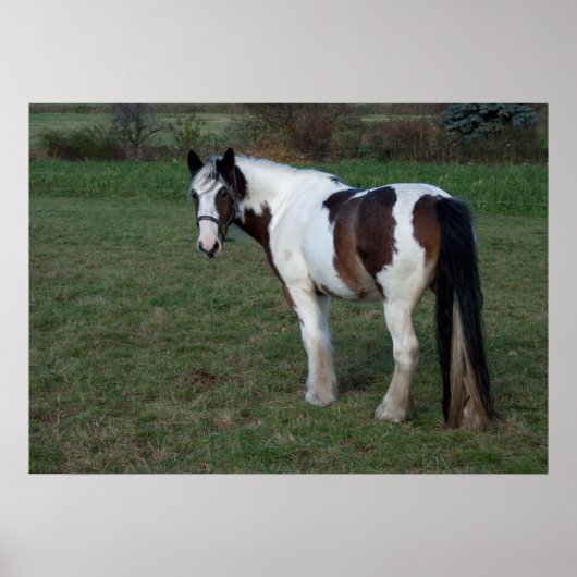 Poster Cheval blanc Brown (Devant)