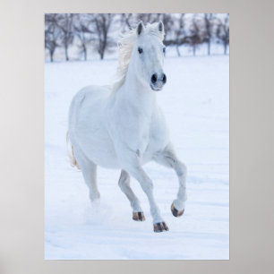 Poster Cheval blanc courant dans la neige