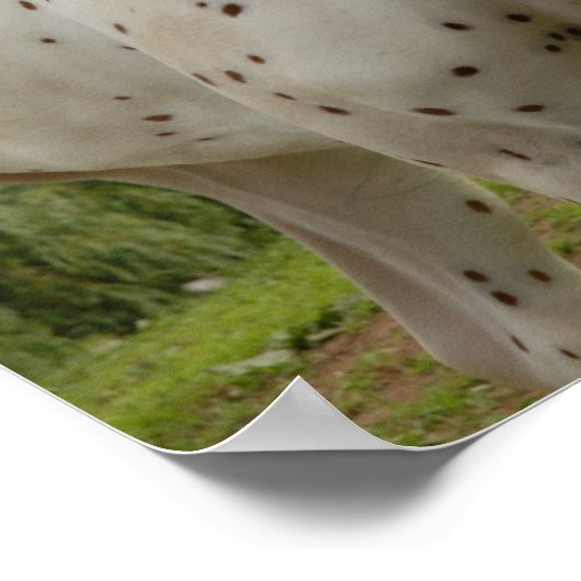 Poster Cheval blanc d'amour (Coin)