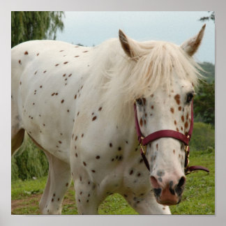 Poster Cheval blanc d'amour