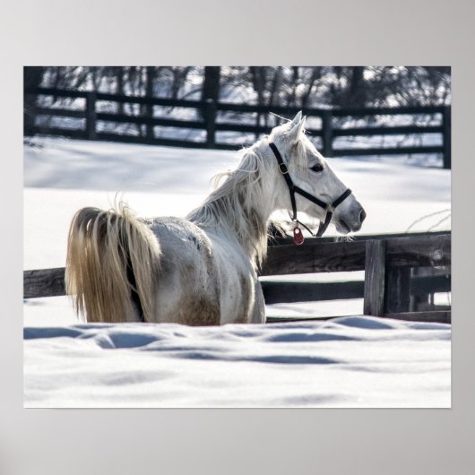 Poster Cheval blanc dans la neige (Devant)