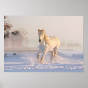 Poster cheval blanc dans la neige