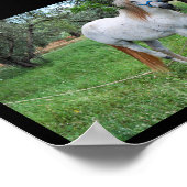 Poster Cheval blanc dans un champ d'herbe (Coin)