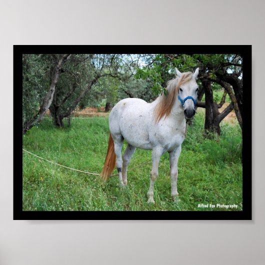 Poster Cheval blanc dans un champ d'herbe (Devant)