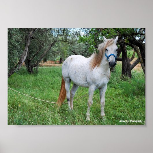 Poster Cheval blanc dans un champ d'herbe (Devant)