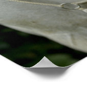 Poster Cheval blanc et fille (Coin)